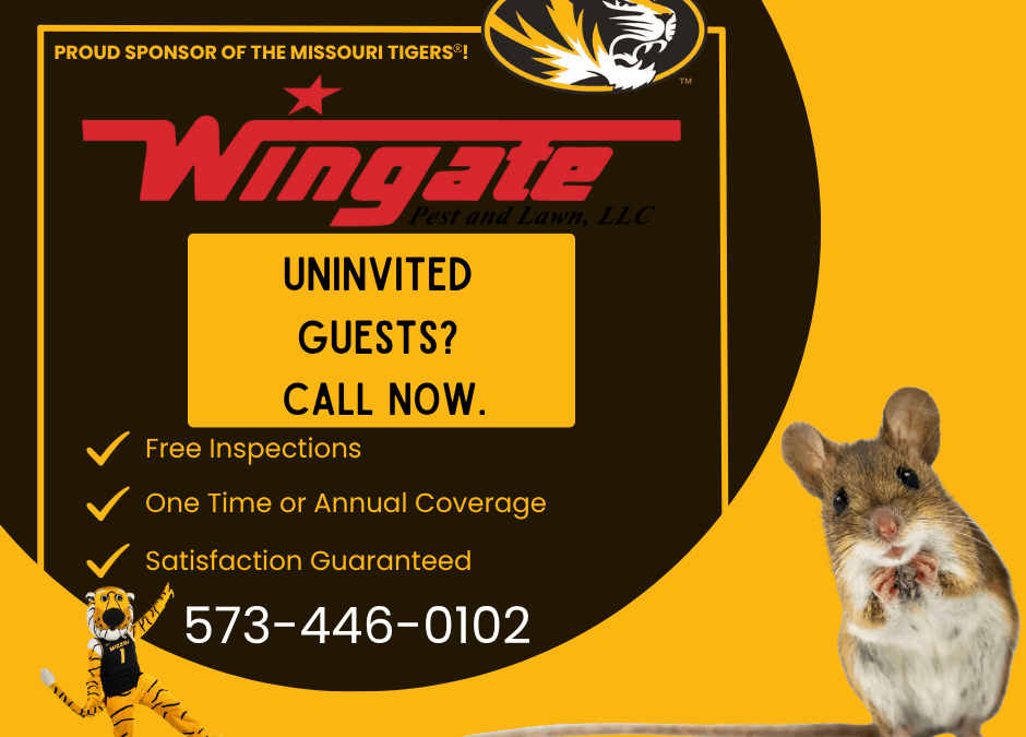 How to Deal With Rodent Problems